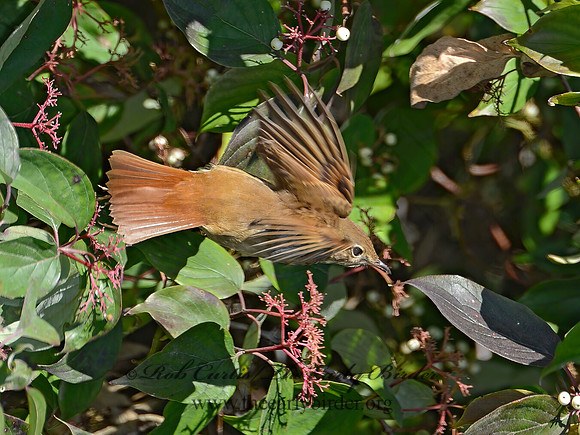 Catharus guttatus  HERMIT THRUSH 9015122z