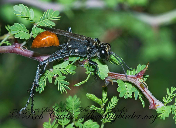 Prionyx parkeri or thomae 7006245z