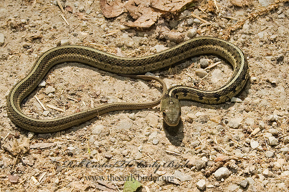 Thamnophis sirtalis  EASTERN GARTER SNAKE 8014137z