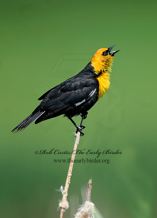 Xanthocephalus xanthocephalus  YELLOW-HEADED BLACKBIRD 6004051z