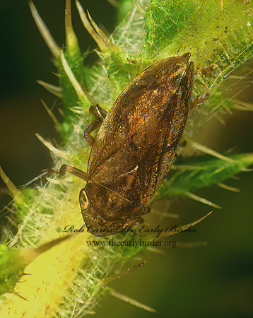 Philaenus spumarius  MEADOW SPITTLEBUG 115723z