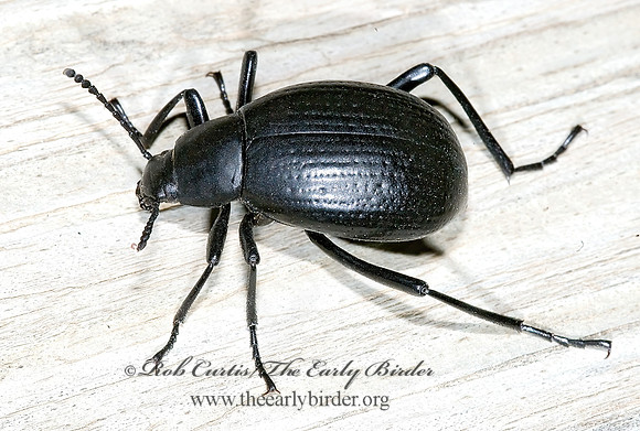 Eleodes goryi  TENEBRIONINAE DARKLING BEETLE 6024259z
