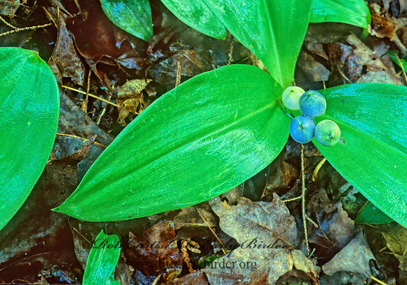 Clintonia borealis  BEAD LILY 208722z