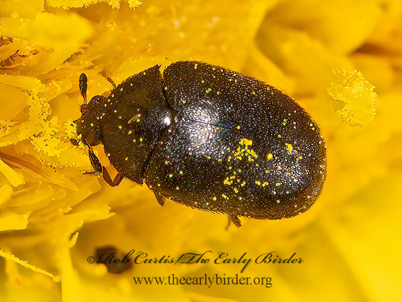 Cryptorhopalum triste   CARPET BEETLE 3026330z