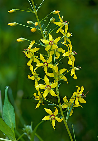 Lysimachia terrestis  SWAMP CANDLES 3013871z