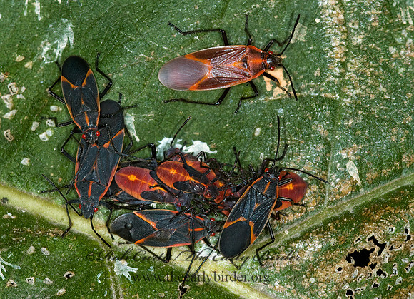 Boisea trivittata 5016587z