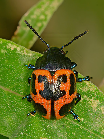 Labiomera clivicollis  SWAMP MILKWEED BEETLE 9063775z
