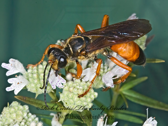 Sphex ichneumoneus 7012056z