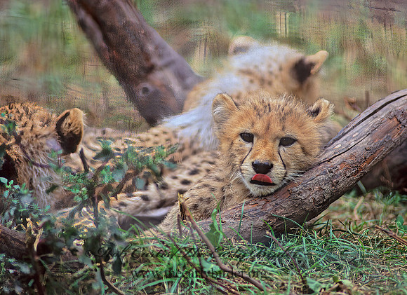 Acinonys jubatus  CHEETAH 59425-1z