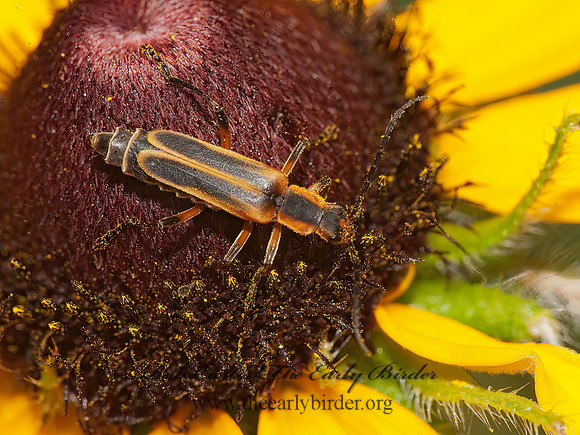 Chauliognathus marginatus 8022750z