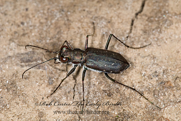 Cicindelidia punctulata 6009679z