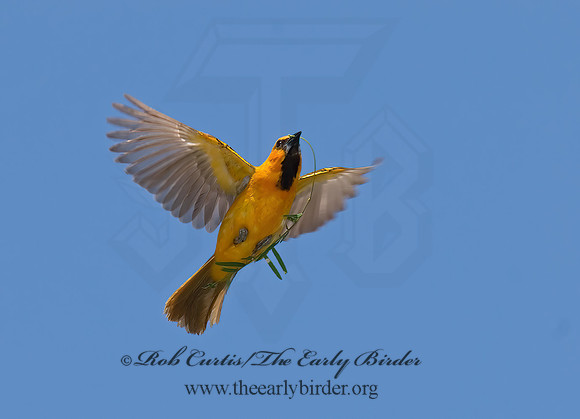 Icterus gularis  ALTAMIRA ORIOLE 7005512z