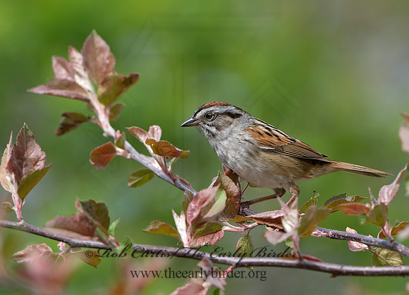 Melospiza georgiana  SWAMP SPARROW 9042964z