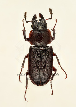Platycerus virescens 9020112z