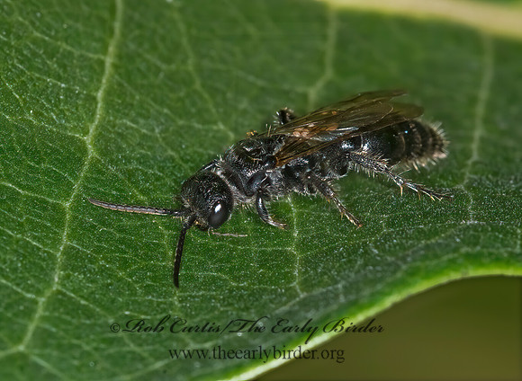 Tiphia 6014518z