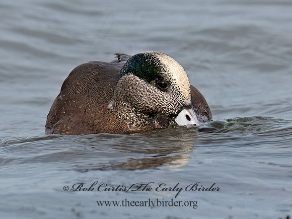 Mareca americana AMERICAN WIGEON 3048288z