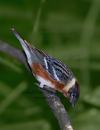 Setophaga castanea  BAY-BREASTED WARBLER 6006291z