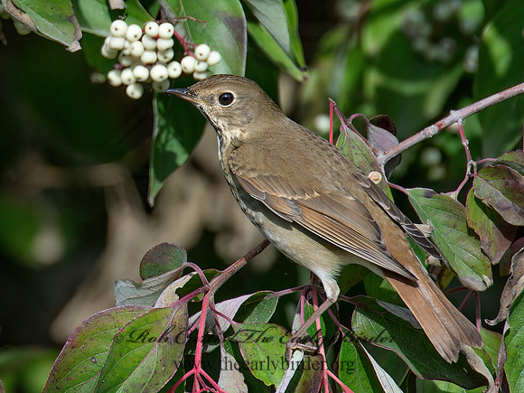 Catharus guttatus  HERMIT THRUSH 9015558z