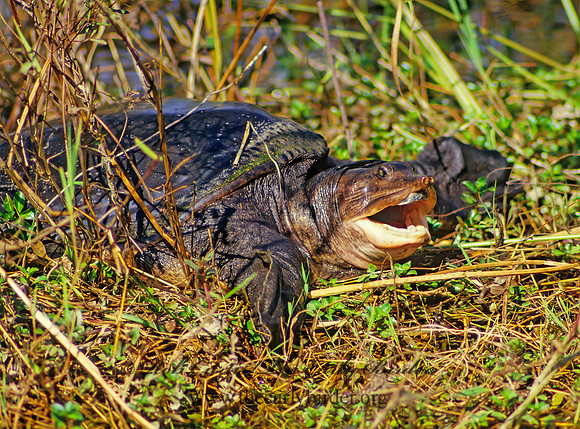 Apalone ferox  FLORIDA SOFTSHELL TURTLE 8633 z
