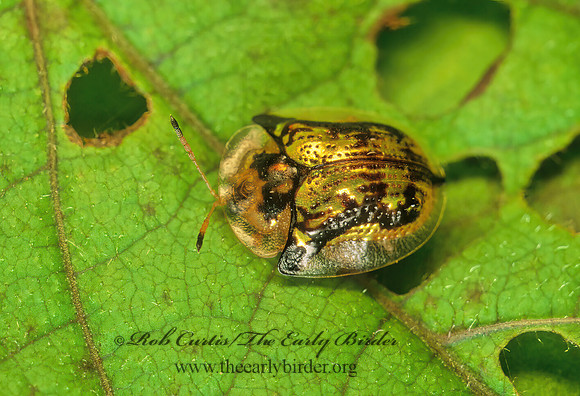 Deloyala guttata  MOTTLED TORTOISE BEETLE 173612z
