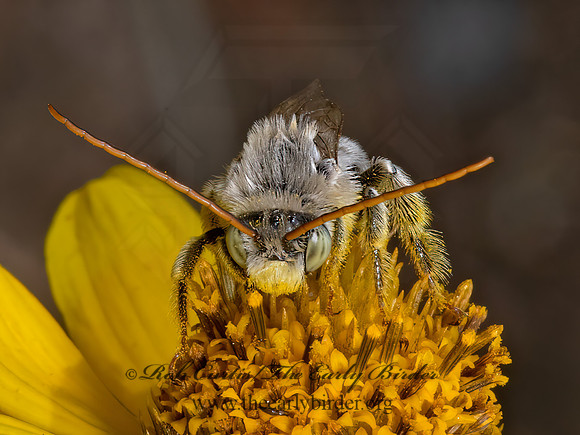 Melissodes  LONG-HORNED BEE 3023893z