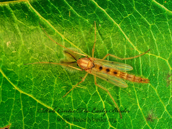 Chironomus decorus  NON-BITING MIDGE 179126z