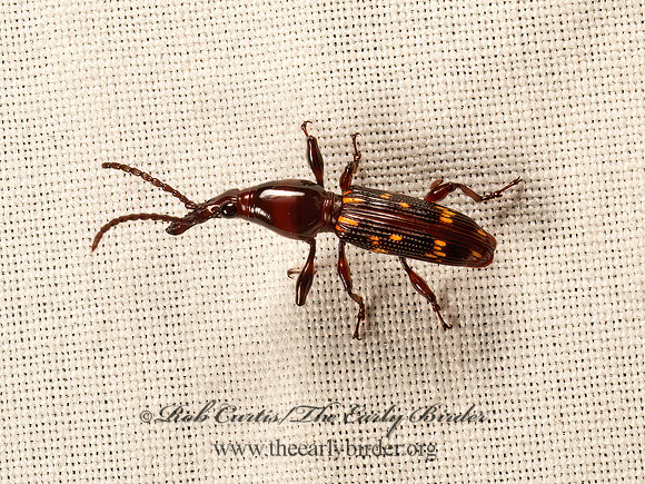 Arrhenodes minutus   OAK TIMBERWORM 9048181z