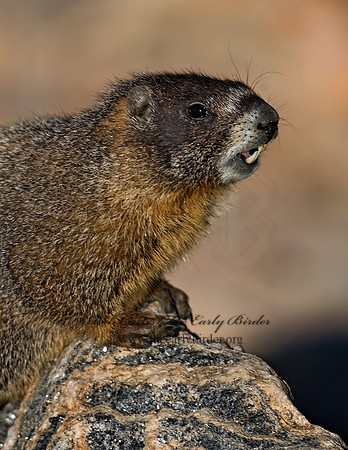 Marmota flaviventris  YELLOW-BELLIED MARMOT 7010605z