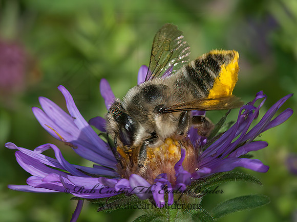 Megachile latimanus  LEAF-CUTTING BEE 8037593z
