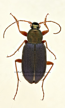 Chlaenius nemoralis 9018228~z