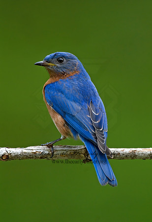 Sialia sialis  EASTERN BLUEBIRD 6003701z