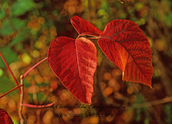 Toxicodendron  radicans  POISON IVY 1287034z