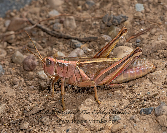 Melanoplus bivittatus  2-STRIPED GRASSHOPPER 3024954z