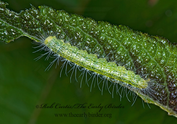 Oidaematophorus eupatorii  EUPATORIUM PLUME MOTH 6008561z