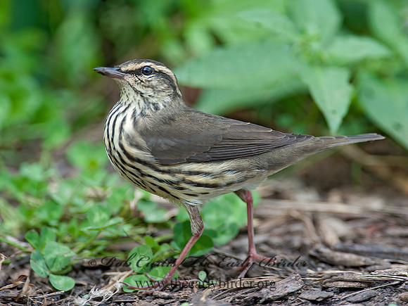 Parkesia noveboracensis  NORTHERN WATERTHRUSH 8029064z
