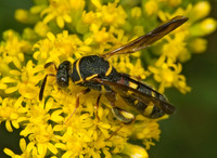 Leucospis affinis 5013198z
