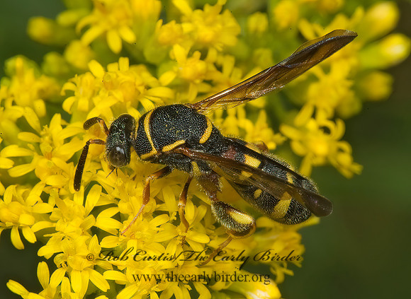 Leucospis affinis 5013198z