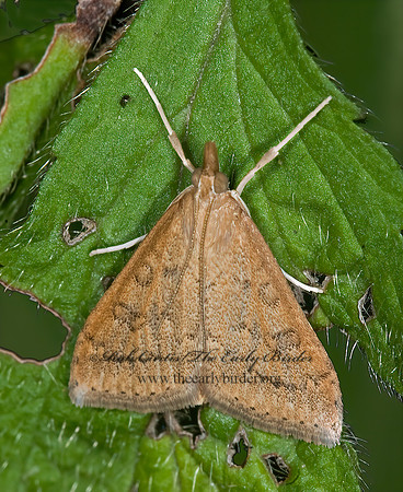 Udea rubigalis CELERY LEAFTIER MOTH 6012818z