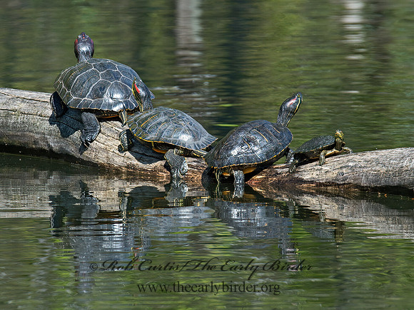 Trachemys scripta elegans  RED EARED SLIDER  9011057z