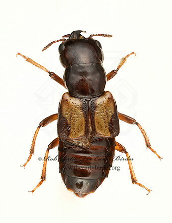 Oxyporus femoralis 9020893z