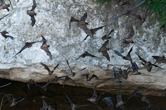 Tadarida brasiliensis  MEXICAN FREE-TAILED BAT 6040903z