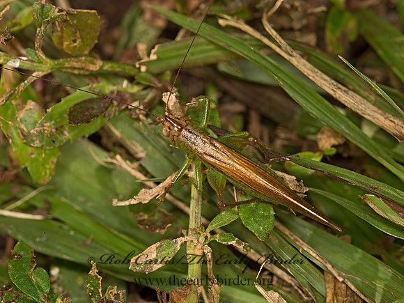 Orchelimum  GREATER MEADOW KATYDID 9052897z