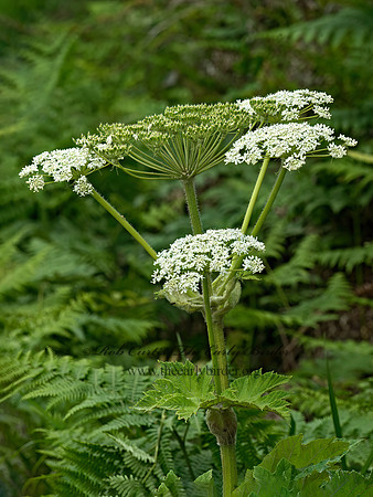 Heracleum maximum  COW PARSNIP 9059268z