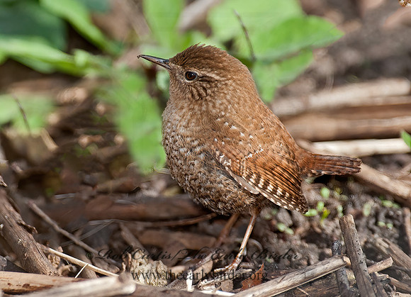 Troglodytes hiemalis  WINTER WREN 8033854z
