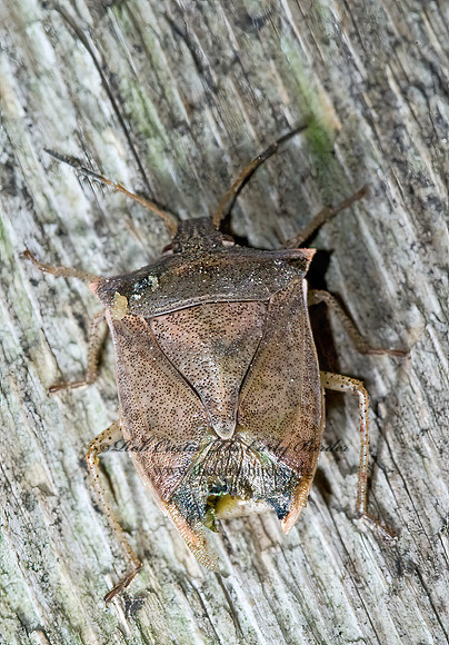 Euschistus variolarius 5002383z