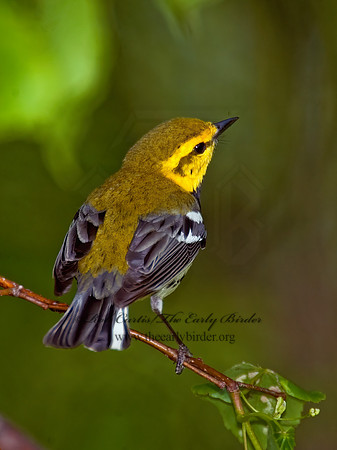 Setophaga virens  BLACK-THROATED GREEN WARBLER 8022092z