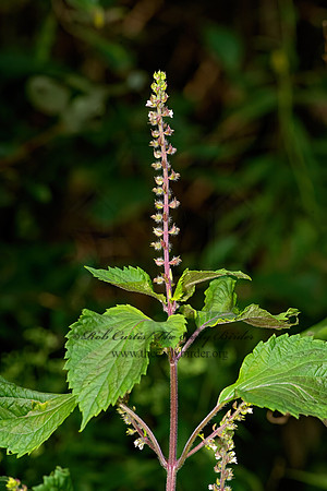 Perilla frutescens  PERILLA 3026134-z