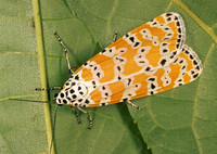Utethesia bella BELLA TIGER MOTH 244034z