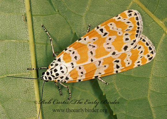 Utethesia bella BELLA TIGER MOTH 244034z