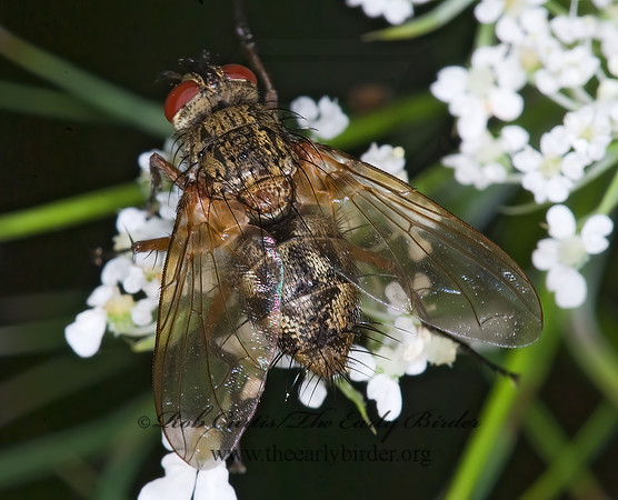 Ptilodexia DEXIINAE TACHINID FLY 6014038z
